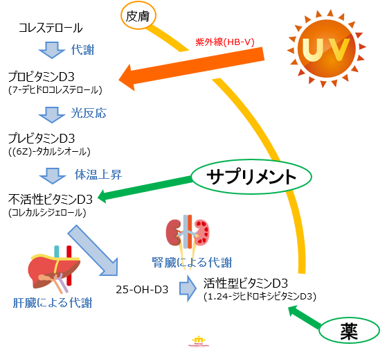 ビタミンdはどんなビタミン 分子生理化学研究所