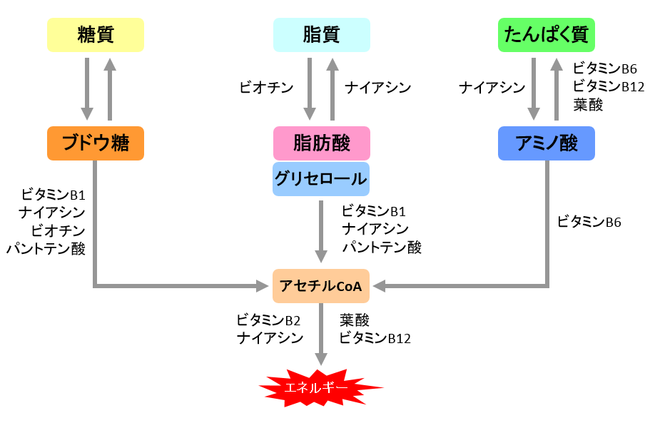 代謝に必要不可欠なビタミンｂ群 複合的に働くビタミン 分子生理化学研究所